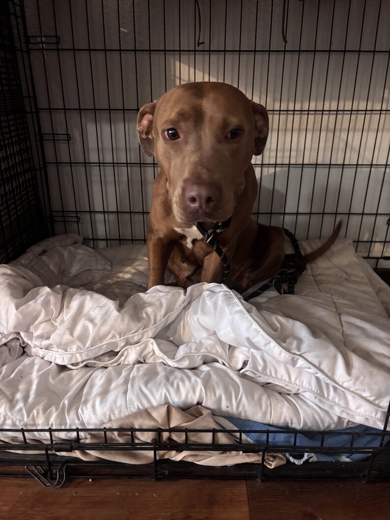 Brown pit bull dog sitting inside a crate on rumpled white bedding.