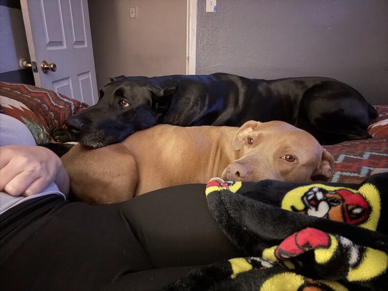 Two dogs lying together on a couch next to a person under a blanket.