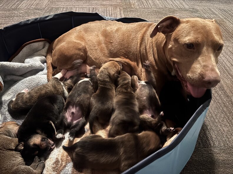 Brown pit bull mama dog nursing her puppies on a dog bed.
