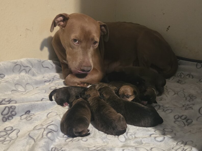 Brown pit bull mama dog lying with her nursing puppies on a blanket.