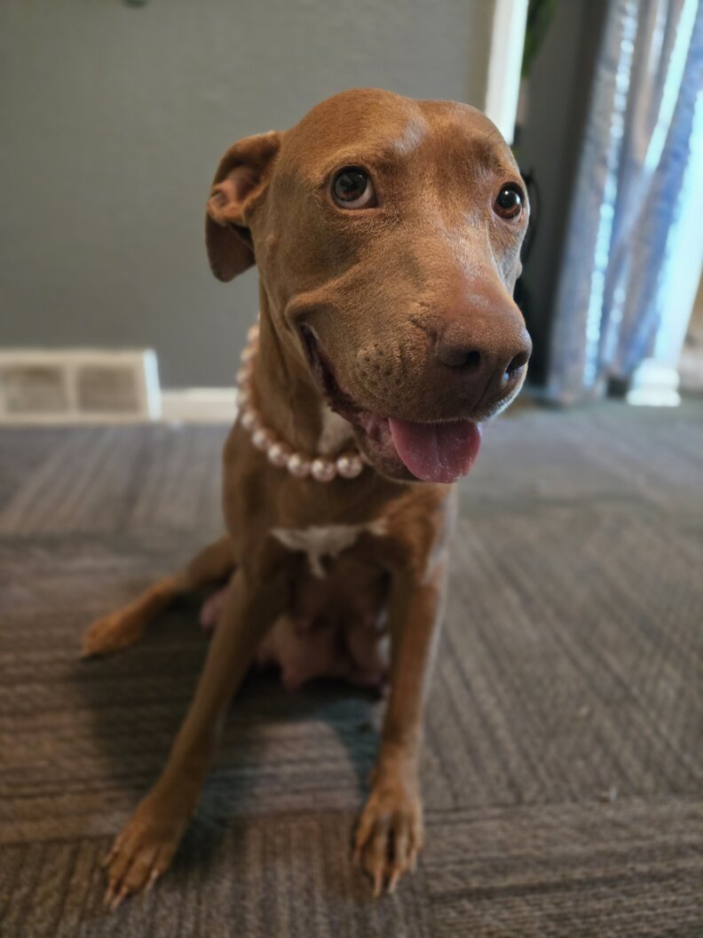 Brown pit bull wearing a pearl collar and smiling at the camera.