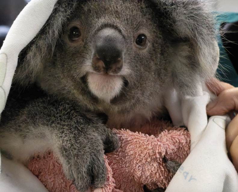 タオルに包まれた赤ちゃんコアラ