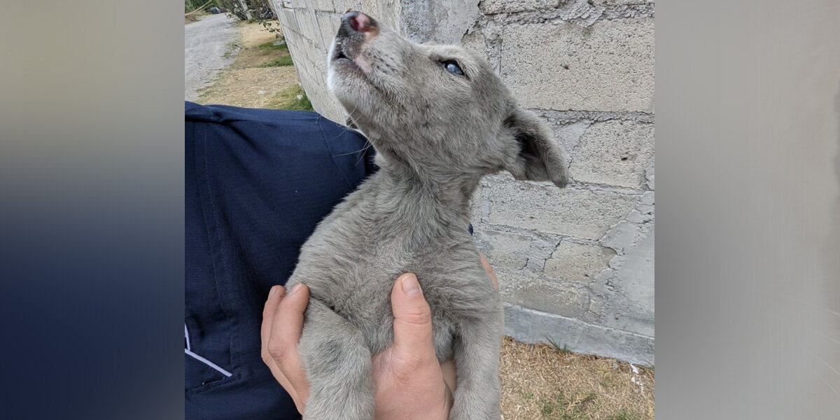 Rescuers Are Stunned When ‘Gray’ Stray Puppy Gets His First Bath