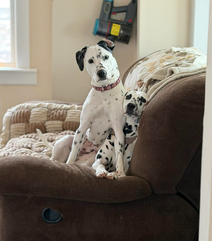 バーディーと兄弟ダルメシアン