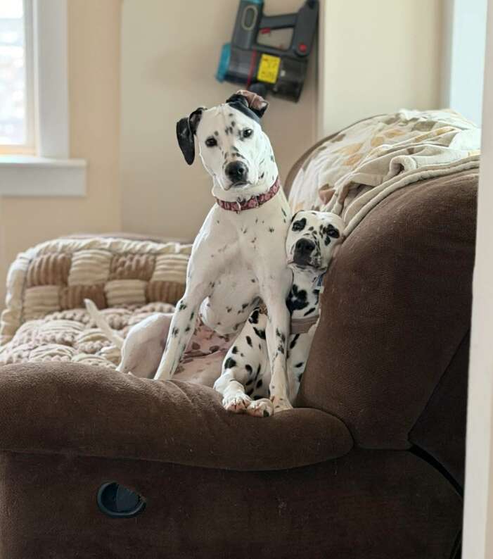 バーディーと兄弟ダルメシアン