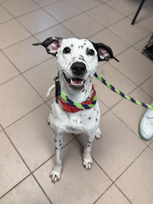 トリックを学ぶブランディ