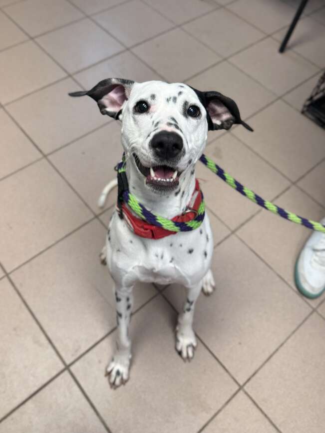 トリックを学ぶブランディ