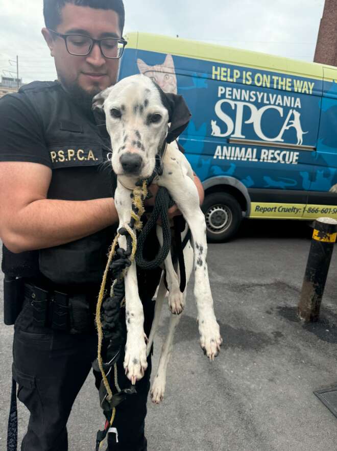 ブランディの救助