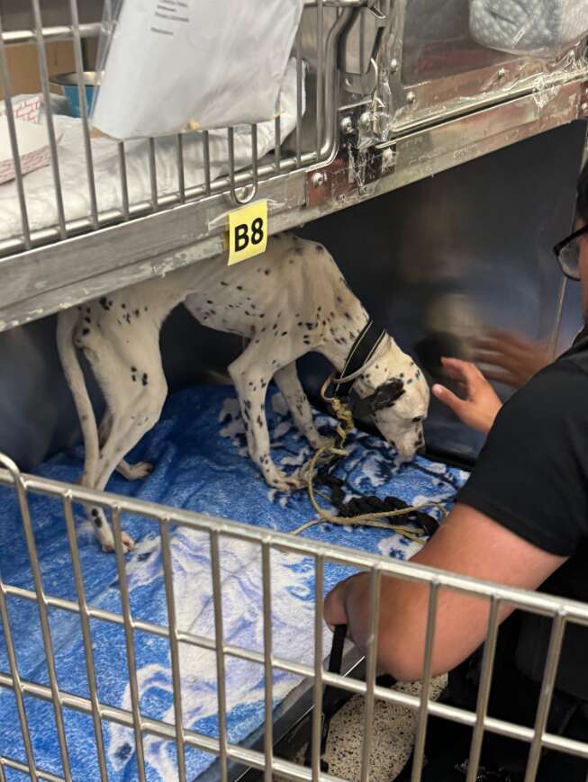 ブランディのケア