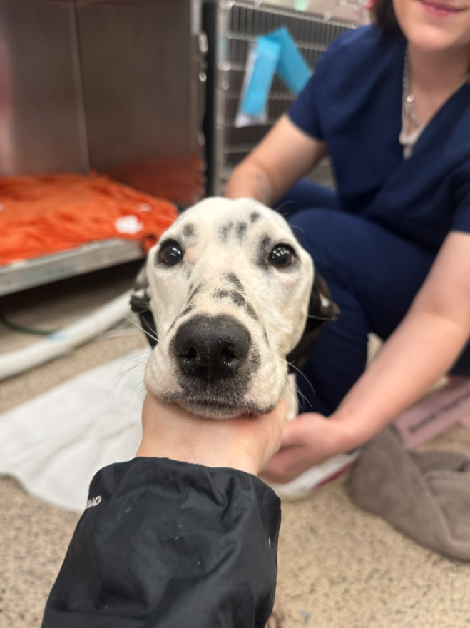 ブランディの検査