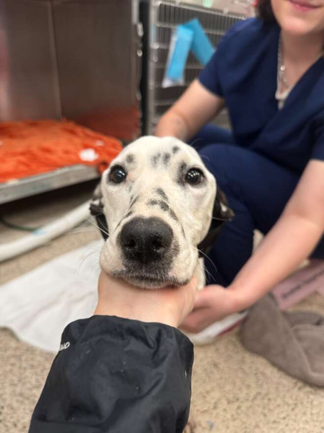 ブランディの検査