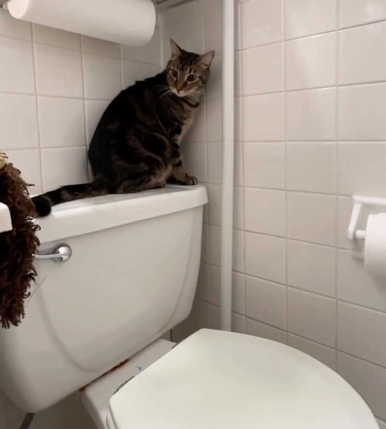 Neighbor temporarily caring for the cat