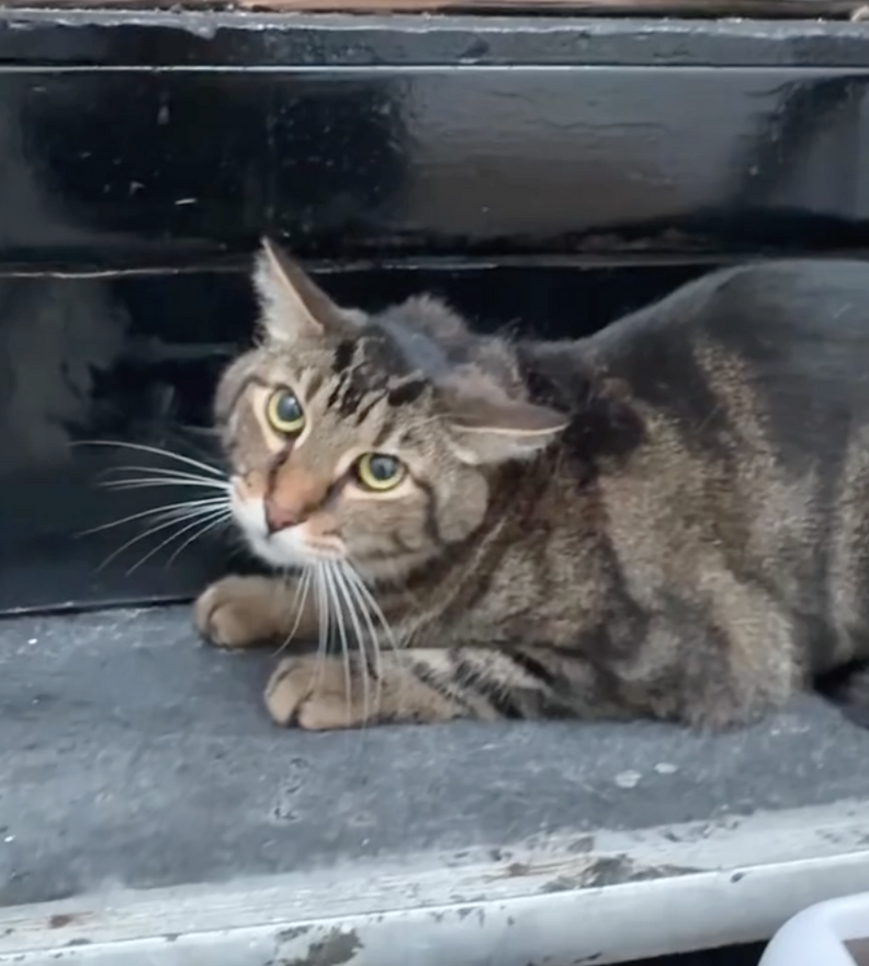 Cat cozy in a makeshift bed in the stairwell