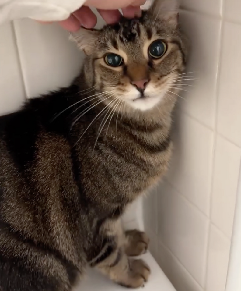 Eli the cat settled and safe in 2C