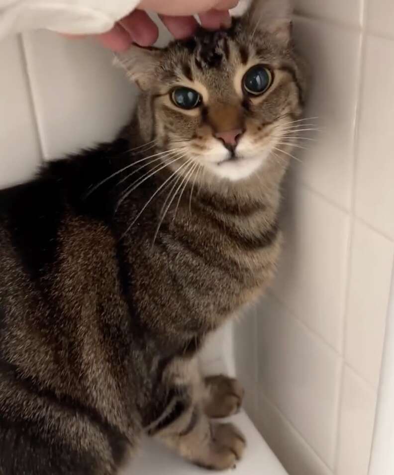 Eli the cat settled and safe in 2C