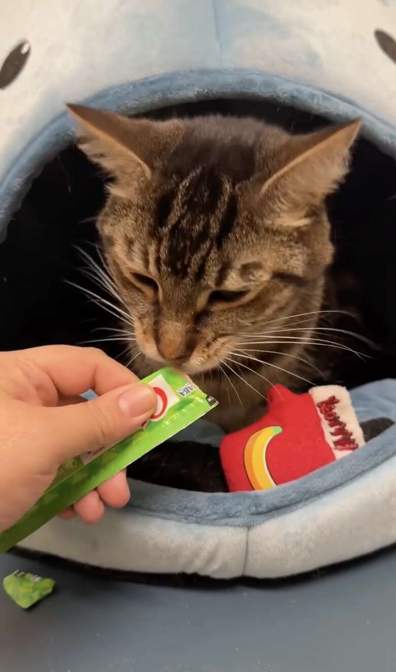 2C resident ready to foster the cat