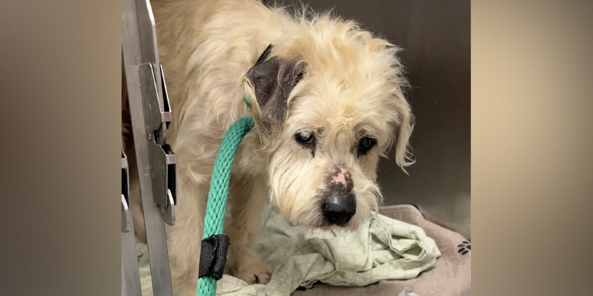 Shelter Dog Was Too Depressed To Move — Until Someone Finally Noticed Him