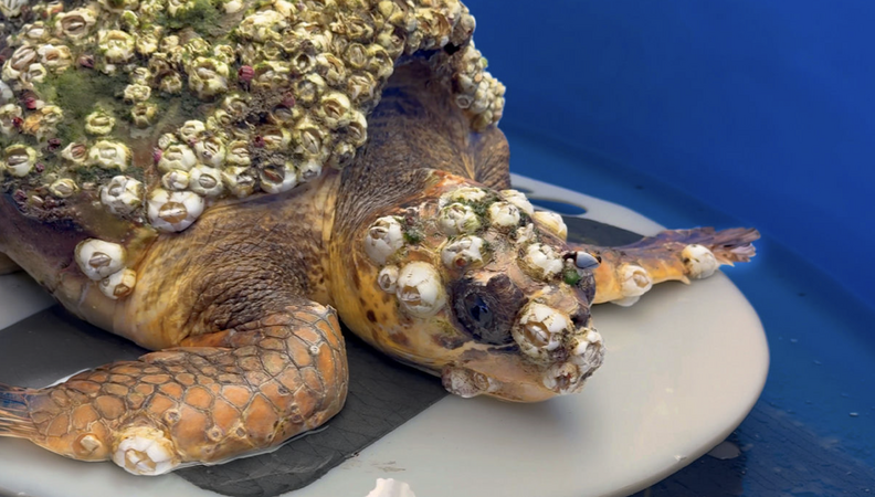Rescuers Scrape Heavy Barnacles From Sick Sea Turtle — Then Watch Her ...