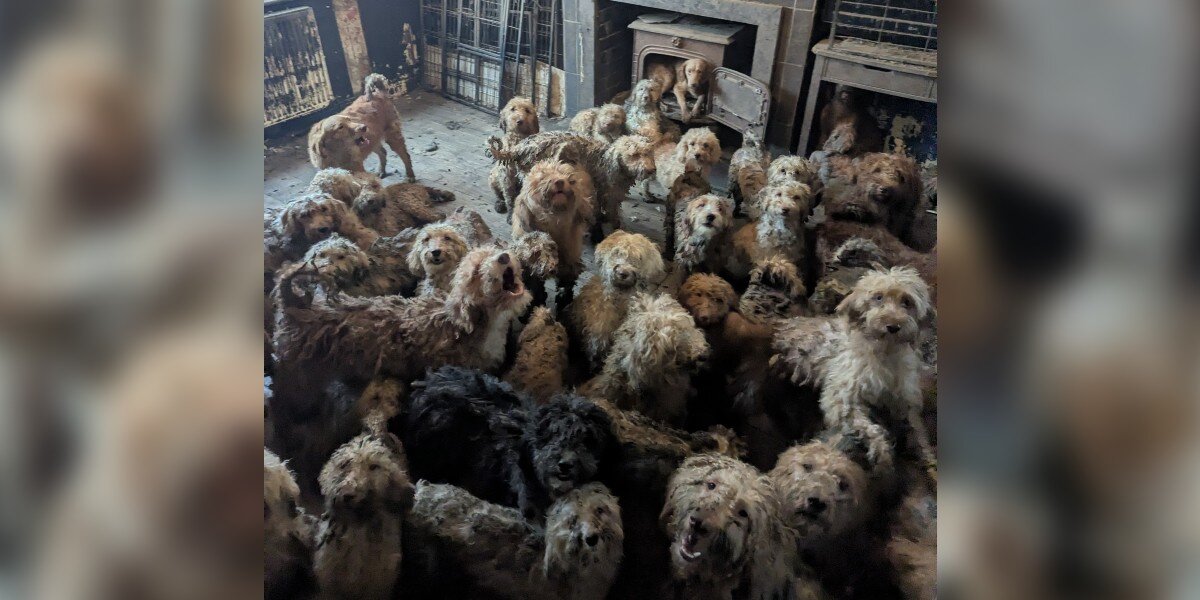 Photos Of 250 Neglected Dogs Are So Shocking People Think They’re AI ...