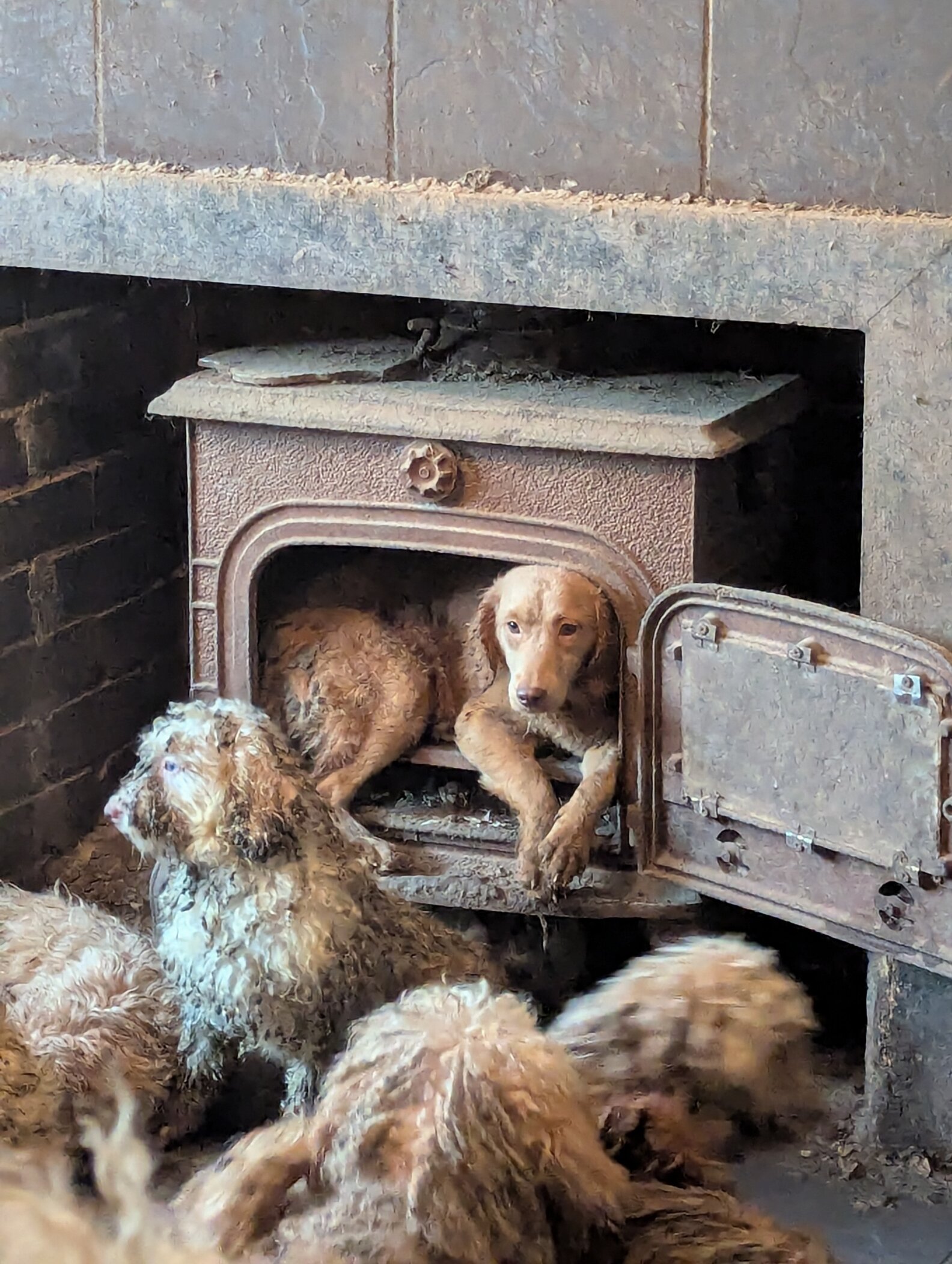Photos Of 250 Neglected Dogs Are So Shocking People Think They’re AI ...