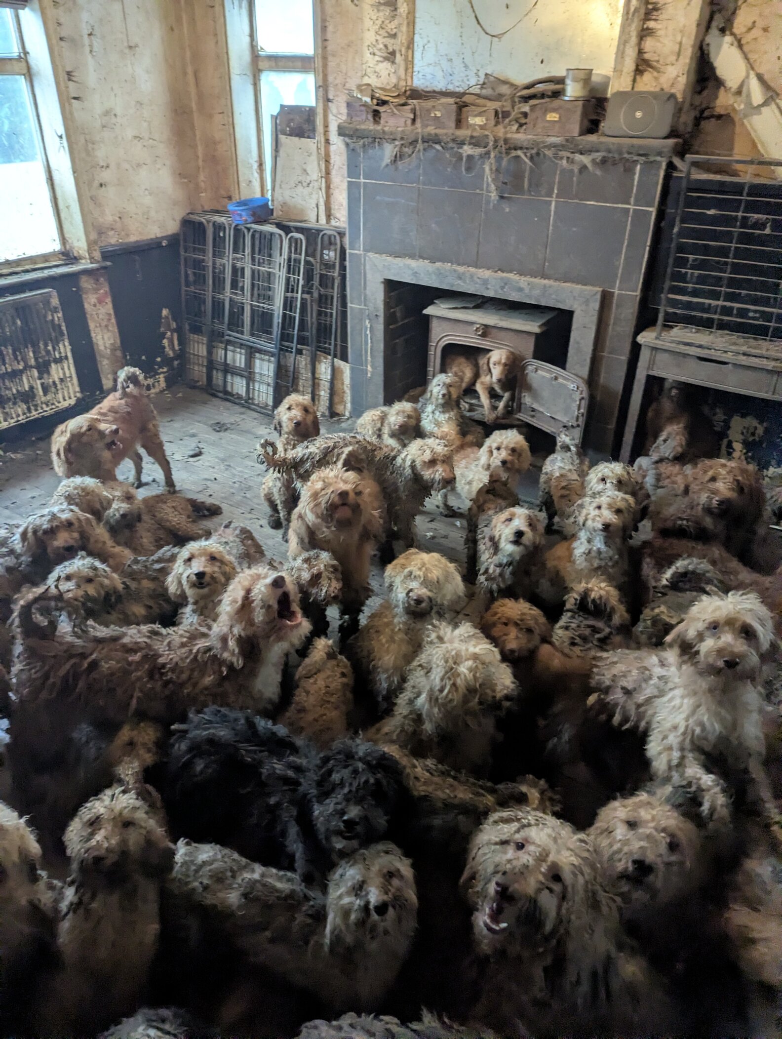 Photos Of 250 Neglected Dogs Are So Shocking People Think They’re AI ...