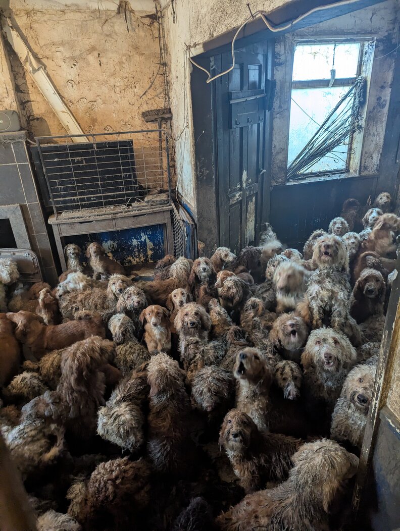 Photos Of 250 Neglected Dogs Are So Shocking People Think They’re AI ...