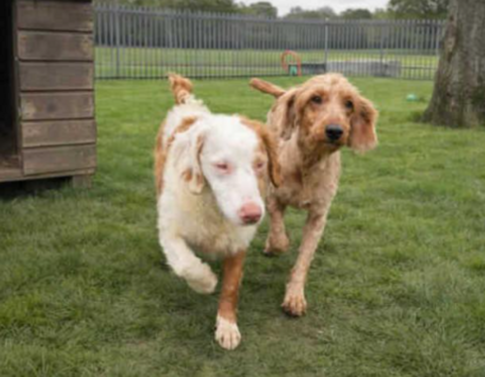 Photos Of 250 Neglected Dogs Are So Shocking People Think They’re AI ...
