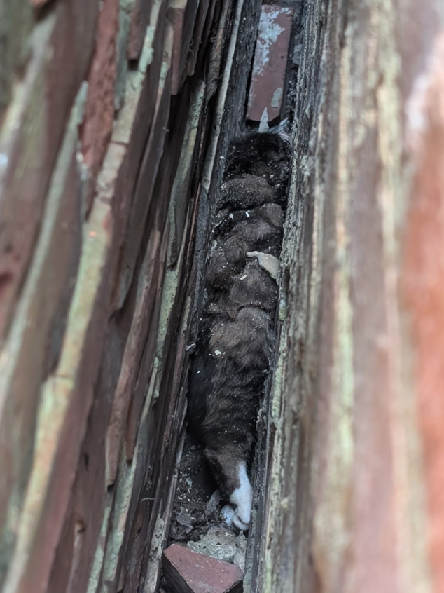 猫が隙間に挟まっている様子