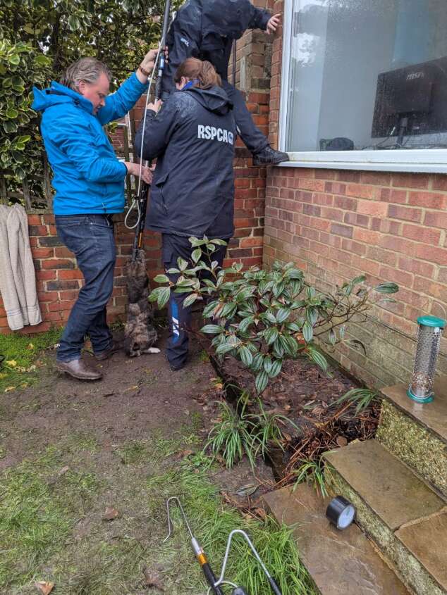 RSPCA officer checking the cat's condition