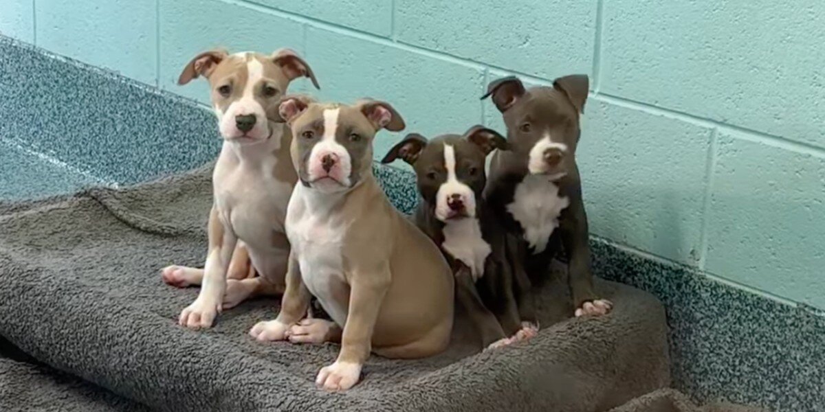 four pit bull puppies