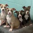 four pit bull puppies