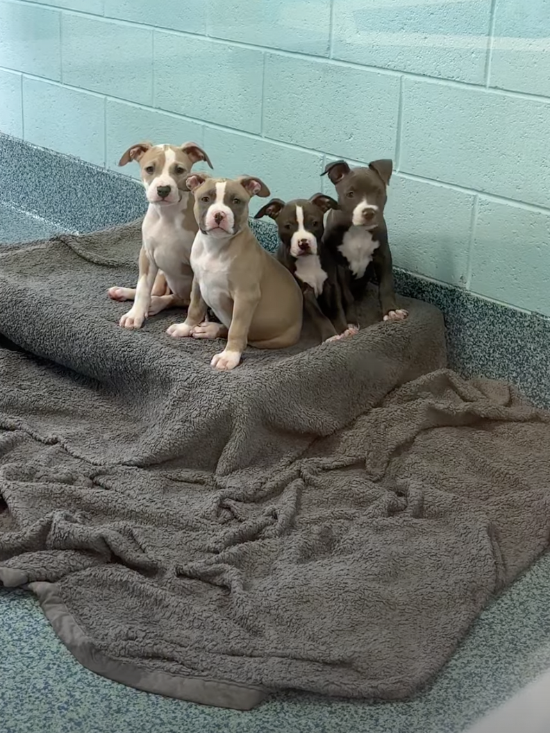 かわいい子犬たち