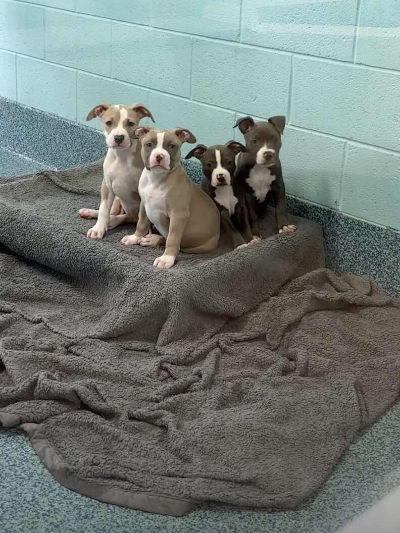 かわいい子犬たち