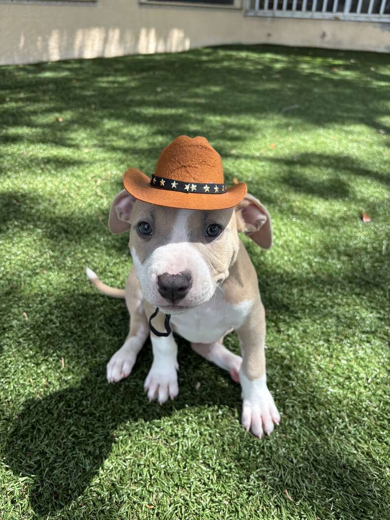 カウボーイハットをかぶった子犬