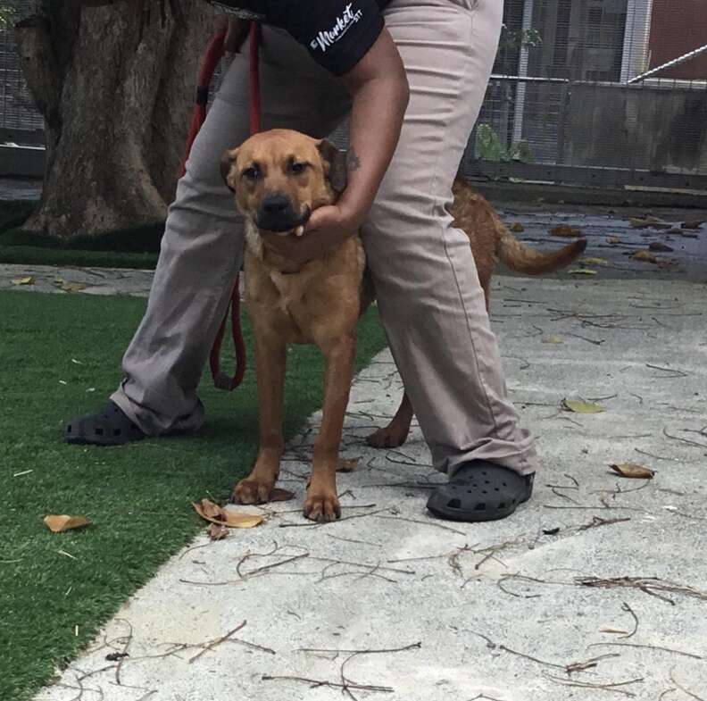 Feral dog at shelter on St. Thomas