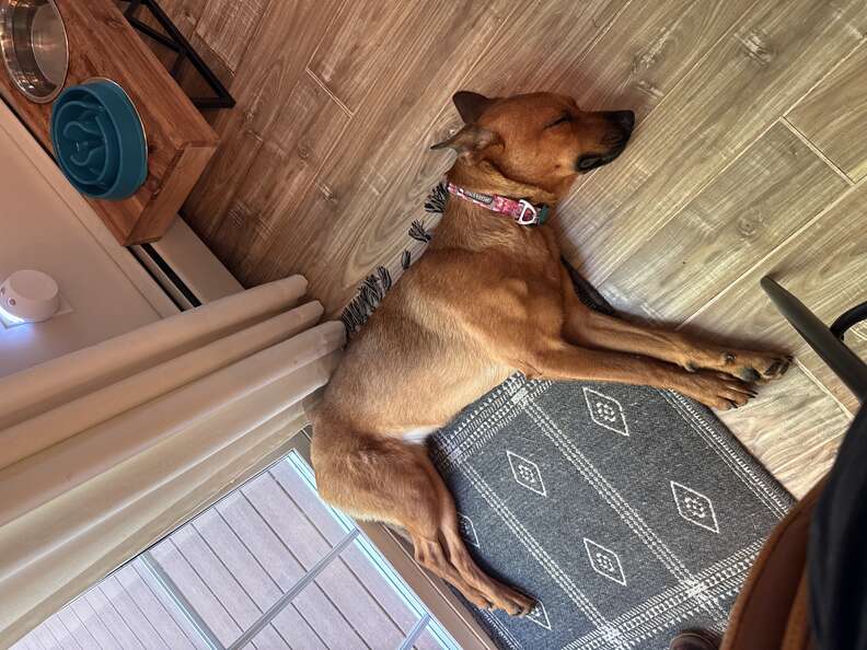 Rescue dog refuses to leave doormat