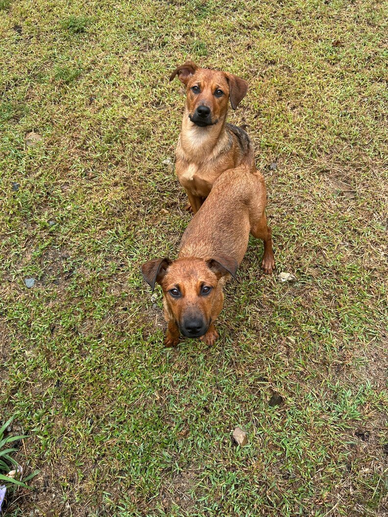 Dog Sisters Chained To Shelter Gates Were So 'Feral'No One Knew If They Could Be Saved