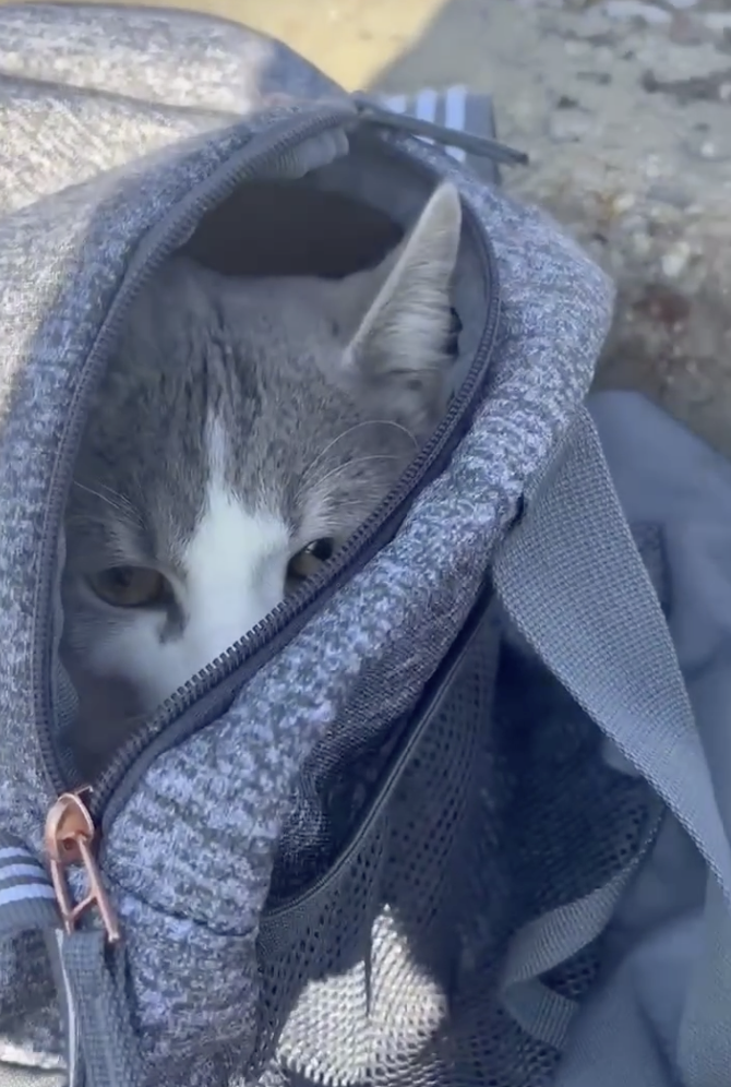 Bjorn in the bag