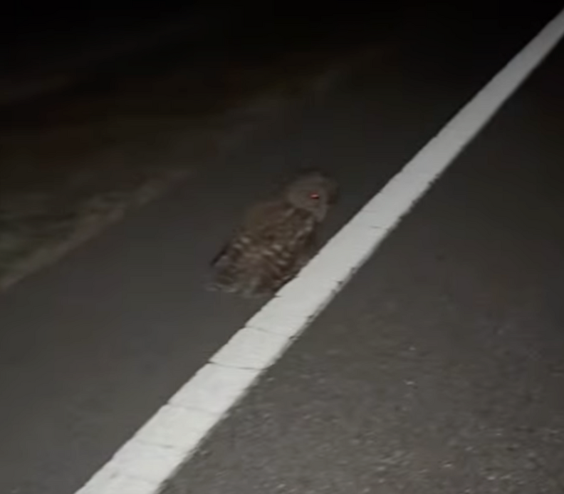 道路のフクロウ