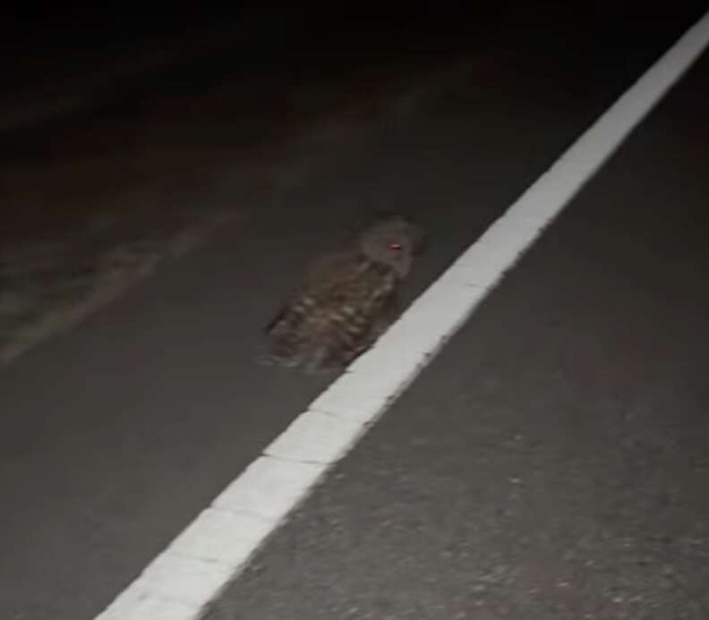 道路のフクロウ
