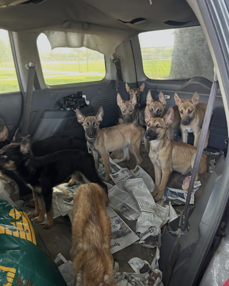 hungry puppies in abandoned car