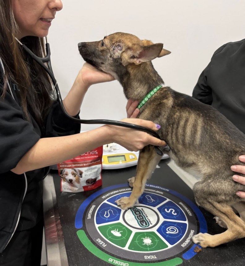 vet examining puppy