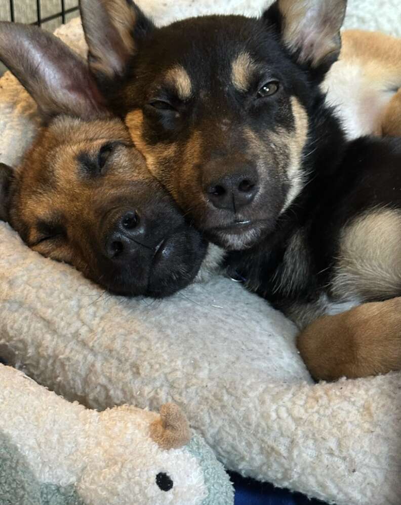 puppies snuggling