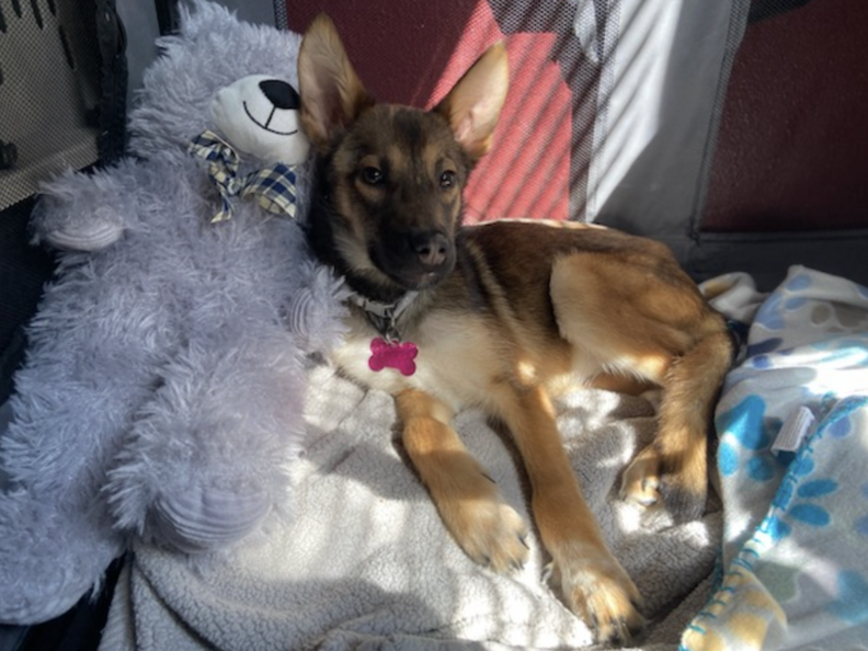 puppy laying on teddy bear