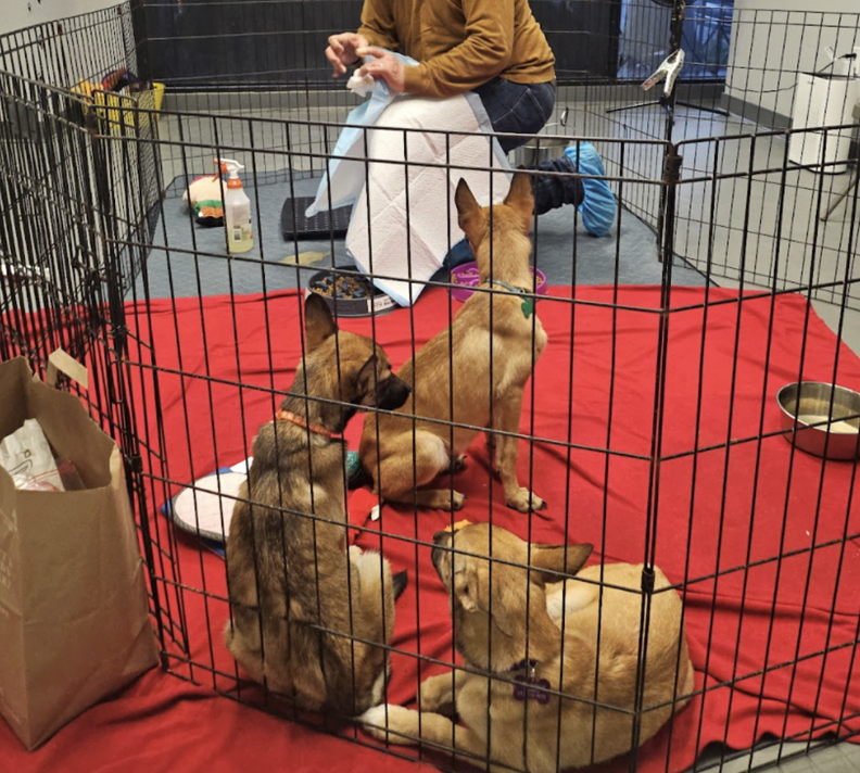 rescue puppies in pen