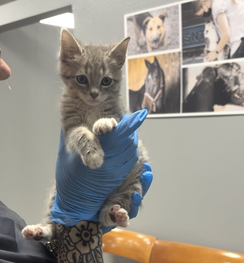 woman holding a gray kitten 