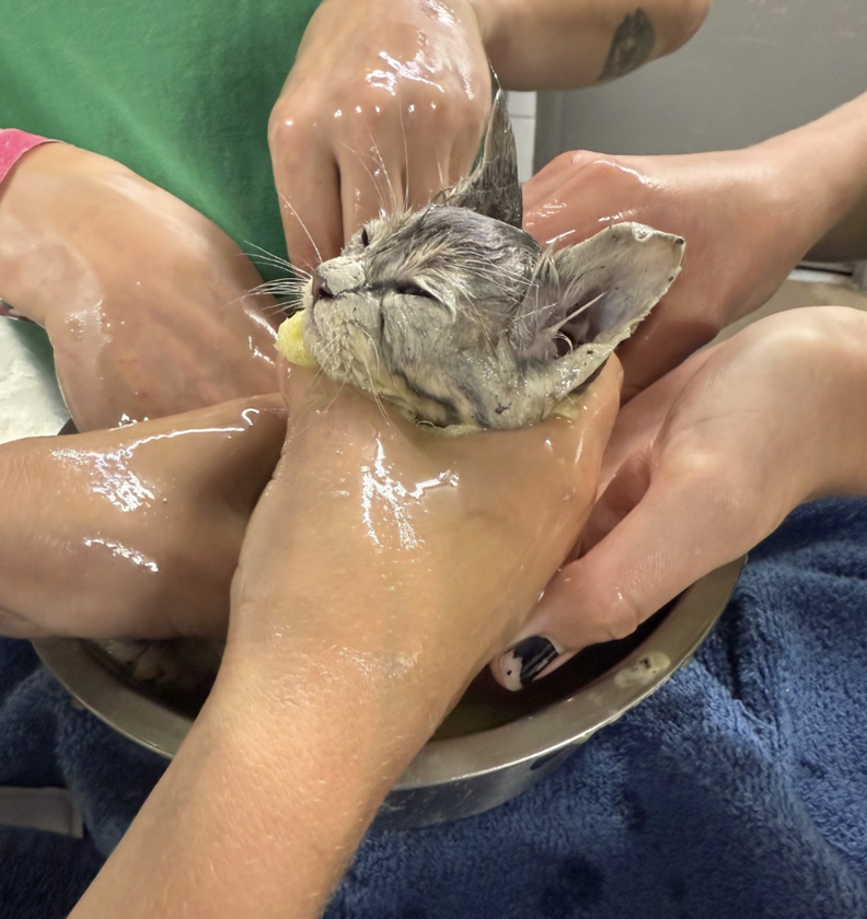 エルマーを助ける様子