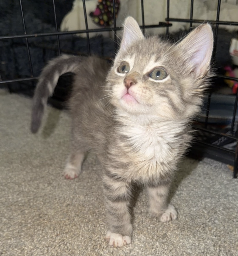 ふわふわのエルマー