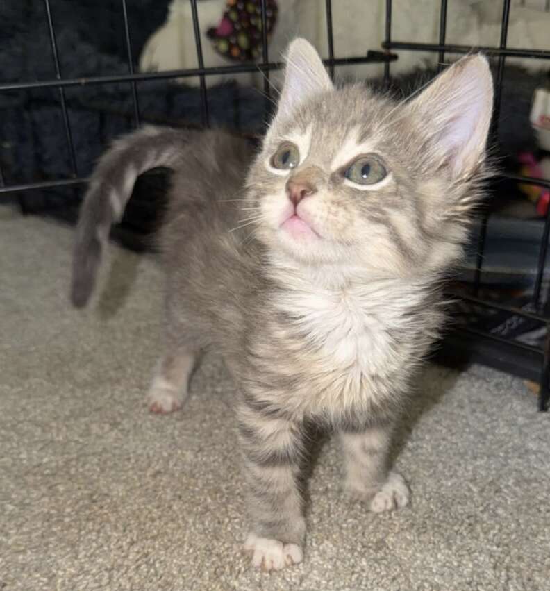 ふわふわのエルマー