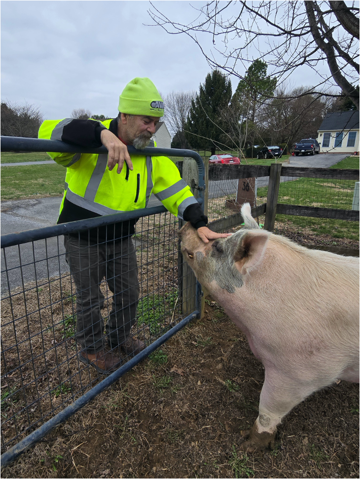 850-Pound Pig Sprints Across Yard To Greet His Favorite Recycling Crew ...